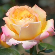 Чайно-гибридная роза «Глория Дэй»