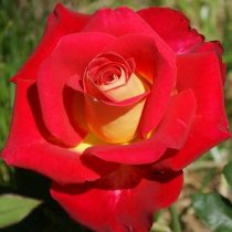 Роза флорибунда «Фэшн»