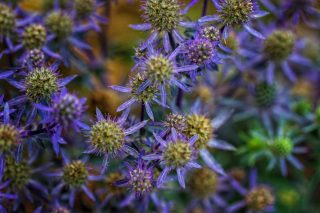 Синеголовник плосколистный (Eryngium planum) ‘Blue Hobbit’ Синеголовник плосколистный (Eryngium planum) ‘Blue Hobbit’
