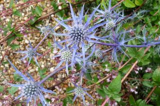 Синеголовник плосколистный (Eryngium planum) 'Blaukappe' Синеголовник плосколистный (Eryngium planum) 'Blaukappe'