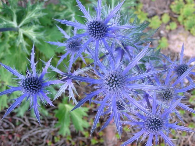 Синеголовник альпийский «Голубая звезда» (Eryngium alpinum 'Blue Star') Синеголовник альпийский «Голубая звезда» (Eryngium alpinum 'Blue Star')