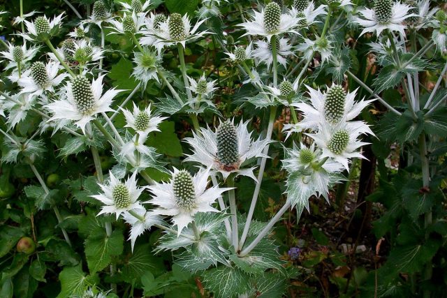Синеголовник гигантский «Призрак мисс Уиллмотт» (Eryngium giganteum 'Miss Willmott's Ghost') Синеголовник гигантский «Призрак мисс Уиллмотт» (Eryngium giganteum 'Miss Willmott's Ghost')