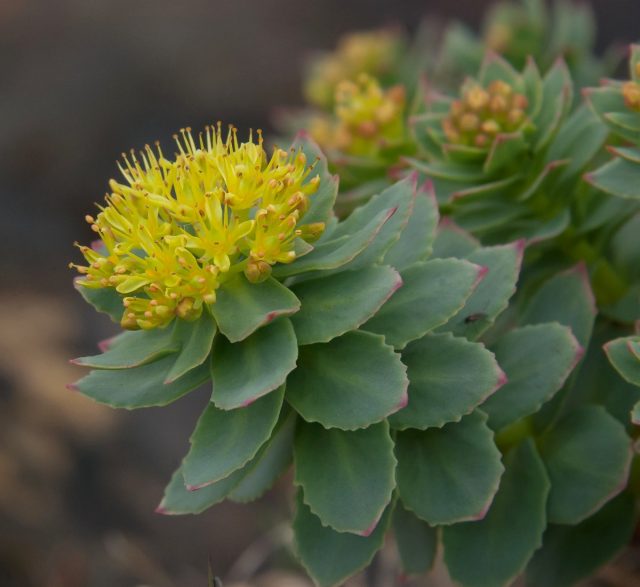 На верхушках побегов родиолы розовой (Rhodiola rosea) в небольшие щитки собраны мелкие цветки неожиданно светлого желтого окраса На верхушках побегов родиолы розовой (Rhodiola rosea) в небольшие щитки собраны мелкие цветки неожиданно светлого желтого окраса