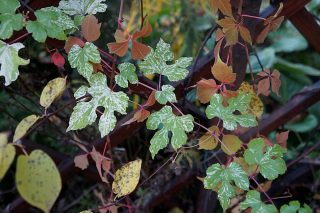 Лист виноградовника железистого (Ampelopsis glandulosa var. brevipedunculata) невероятно красив, особенно в сочетании с ярко-малиновыми побегами Лист виноградовника железистого (Ampelopsis glandulosa var. brevipedunculata) невероятно красив, особенно в сочетании с ярко-малиновыми побегами