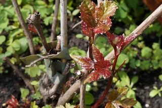 В средней полосе виноградовник железистый ежегодно заново отрастает от корня