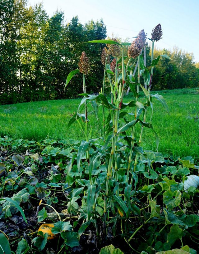 Пищевое сорго, или сорго двухцветное (Sorghum bicolor) — очень неприхотливая злаковая культура Пищевое сорго, или сорго двухцветное (Sorghum bicolor) — очень неприхотливая злаковая культура