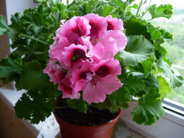 Пеларгония крупноцветковая (Pelargonium grandiflorum) Пеларгония крупноцветковая (Pelargonium grandiflorum)