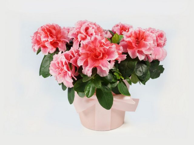 Рододендрон (Rhododendron) Рододендрон (Rhododendron)