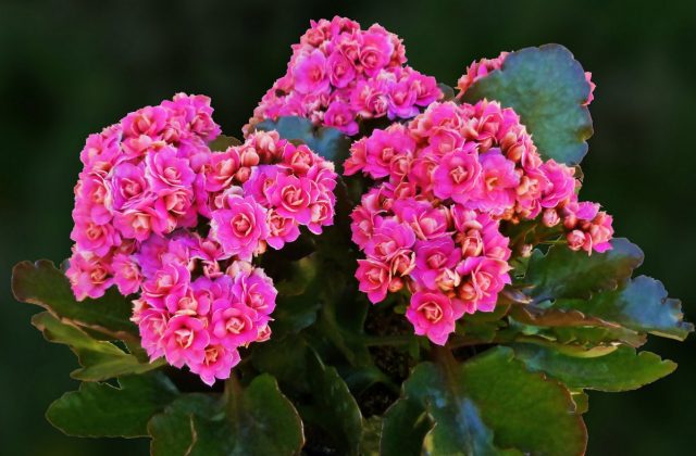 Каланхоэ (Kalanchoe) Каланхоэ (Kalanchoe)