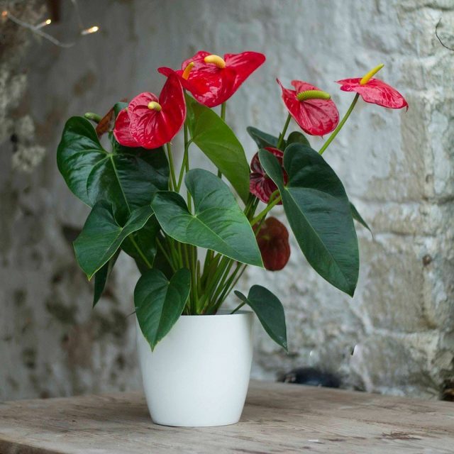 Антуриум (Anthurium) Антуриум (Anthurium)