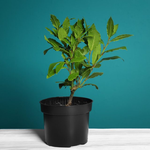 Лавр благородный (Laurus nobilis) Лавр благородный (Laurus nobilis)