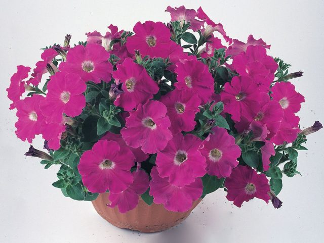 Петуния (Petunia) «Нуволари» Петуния (Petunia) «Нуволари»