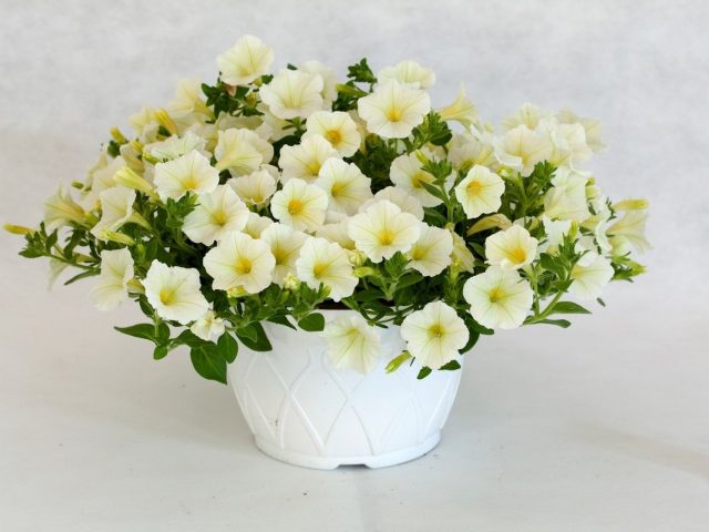 Петуния (Petunia) «Пендолино» Петуния (Petunia) «Пендолино»