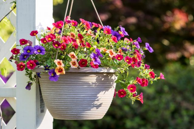 Калибрахоа (Calibrachoa) Калибрахоа (Calibrachoa)