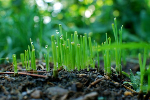 Лук-порей (Allium ampeloprasum 'Leek Group') в первые месяцы растет медленно, наращивая корневище и «веер» листьев Лук-порей (Allium ampeloprasum 'Leek Group') в первые месяцы растет медленно, наращивая корневище и «веер» листьев