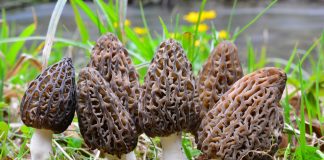 5 весенних грибов — знакомых и не очень