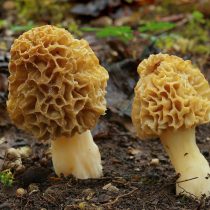 Сморчок съедобный (Morchella esculenta) Сморчок съедобный (Morchella esculenta)