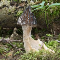 Сморчок полусвободный (Morchella semilibera) Сморчок полусвободный (Morchella semilibera)