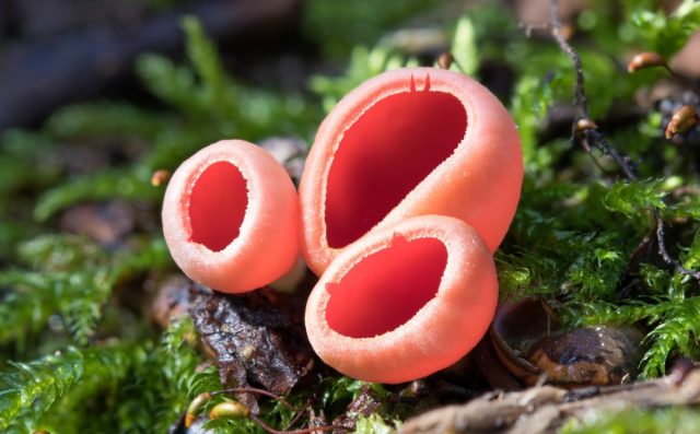 Саркосцифа алая, или Алая эльфова чаша (Sarcoscypha coccinea) Саркосцифа алая, или Алая эльфова чаша (Sarcoscypha coccinea)