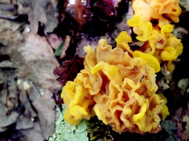 Дрожалка оранжевая (Tremella mesenterica) Дрожалка оранжевая (Tremella mesenterica)