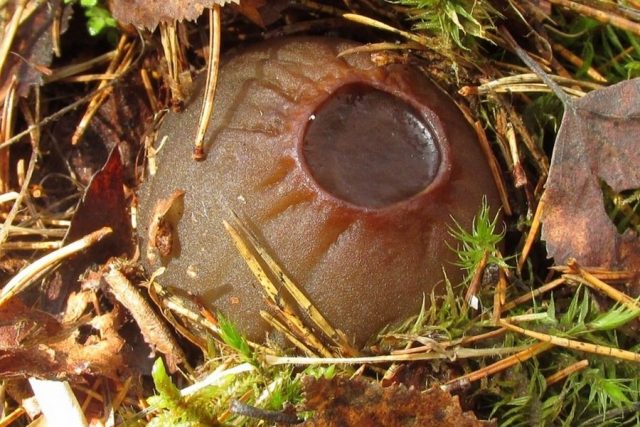Саркосома шаровидная (Sarcosoma globosum)