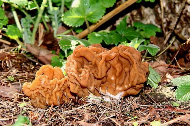 Строчок гигантский (Gyromitra gigas) Строчок гигантский (Gyromitra gigas)