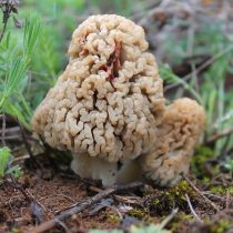Сморчок степной (Morchella steppicola) Сморчок степной (Morchella steppicola)