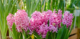 9 самых красивых сортов гиацинтов, которые я выращивала