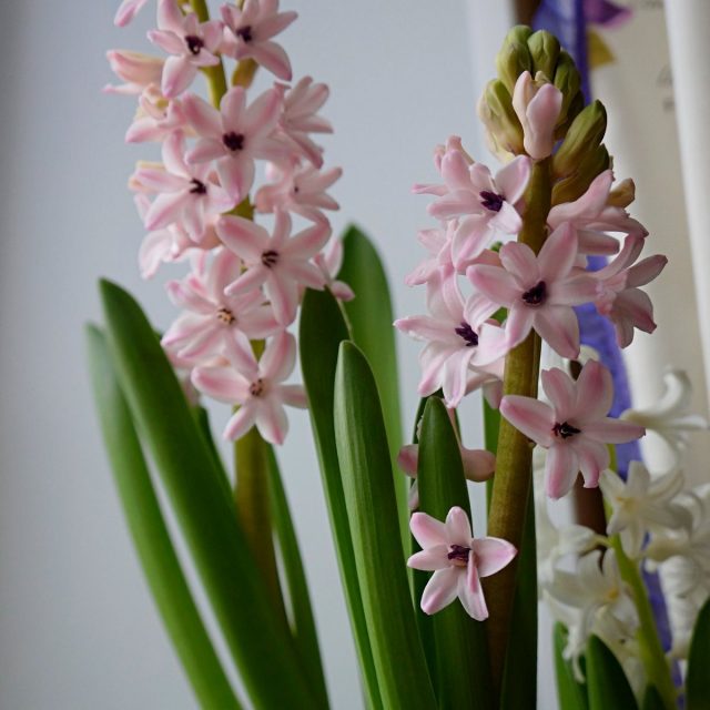 Гиацинт «Анна Лиза» (Hyacinthus 'Anna Liza') Гиацинт «Анна Лиза» (Hyacinthus 'Anna Liza')