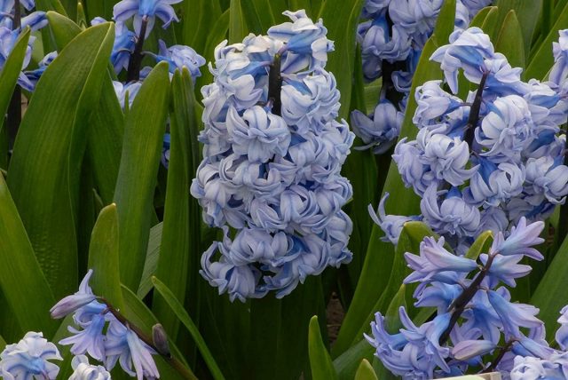 Гиацинт «Генерал колер» (Hyacinthus 'General Kohler') Гиацинт «Генерал колер» (Hyacinthus 'General Kohler')