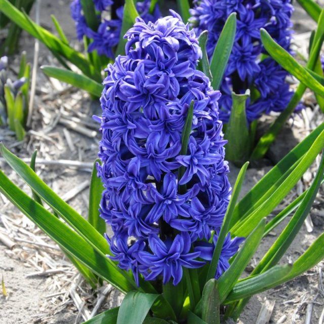Гиацинт «Кристал Пэлас» (Hyacinthus 'Crystal Palace') Гиацинт «Кристал Пэлас» (Hyacinthus 'Crystal Palace')