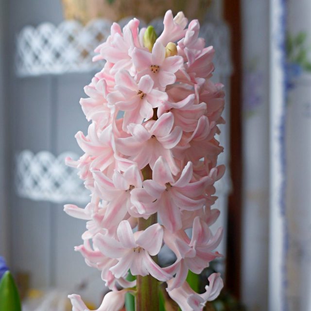 Гиацинт «Бестселлер» (Hyacinthus 'Bestseller') Гиацинт «Бестселлер» (Hyacinthus 'Bestseller')