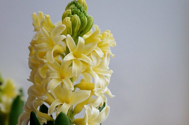 Гиацинт «Йеллоустоун» (Hyacinthus 'Yellowstone') Гиацинт «Йеллоустоун» (Hyacinthus 'Yellowstone')
