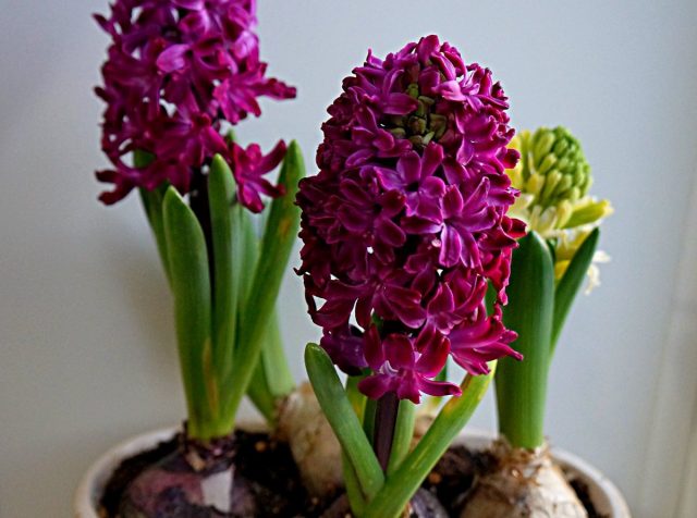 Гиацинт «Вудсток» (Hyacinthus 'Woodstock') Гиацинт «Вудсток» (Hyacinthus 'Woodstock')