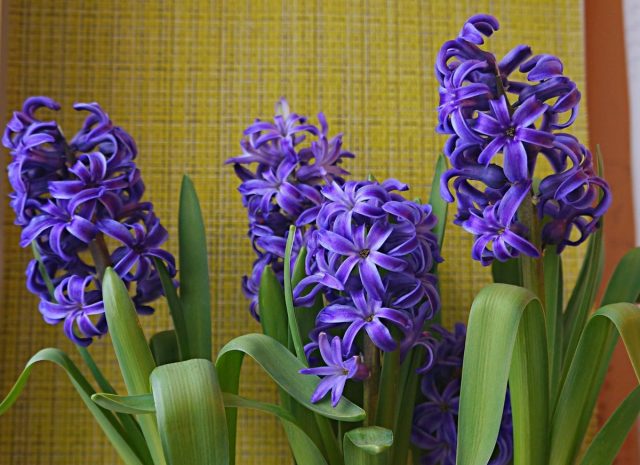 Гиацинт «Рембранд» (Hyacinthus 'Rembrandt') Гиацинт «Рембранд» (Hyacinthus 'Rembrandt')