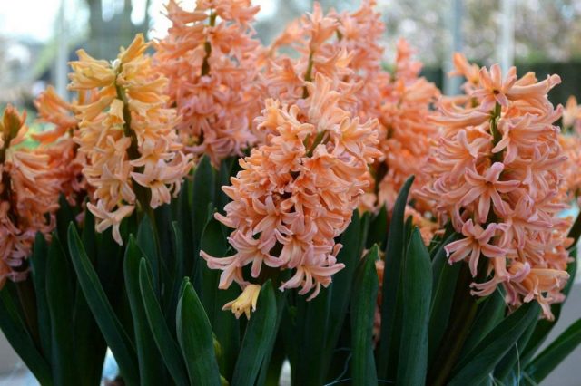 Гиацинт «Джипси квин» (Hyacinthus 'Gipsy Queen') Гиацинт «Джипси квин» (Hyacinthus 'Gipsy Queen')