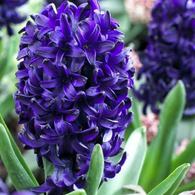 Гиацинт «Оушен Делайт» (Hyacinthus 'Ocean Delight') Гиацинт «Оушен Делайт» (Hyacinthus 'Ocean Delight')