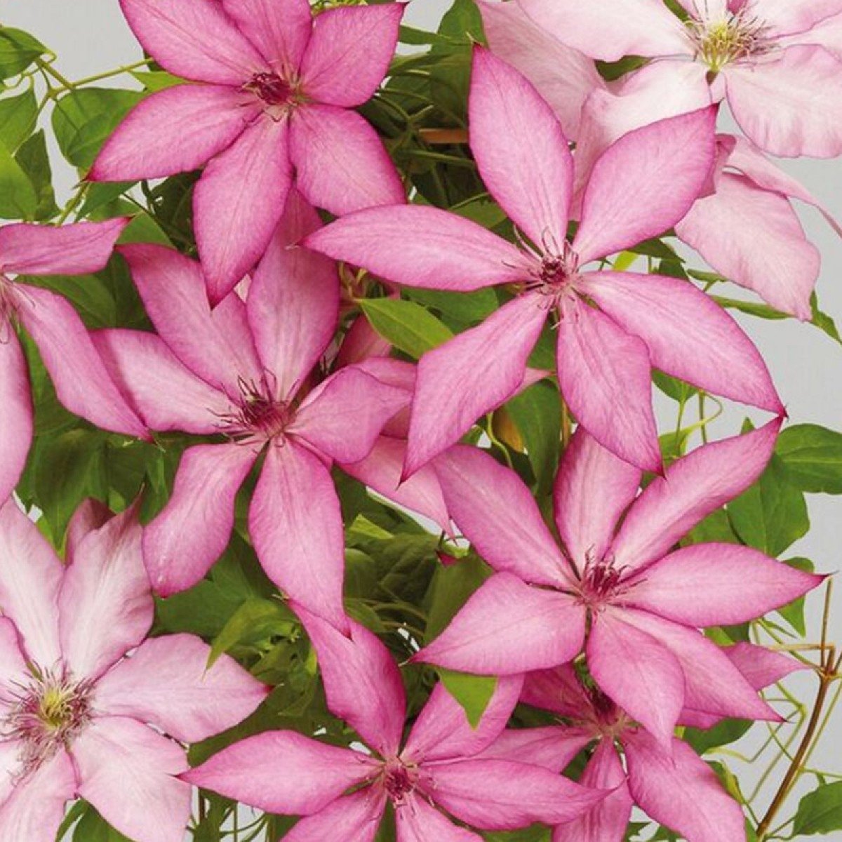 Clematis-Giselle-2