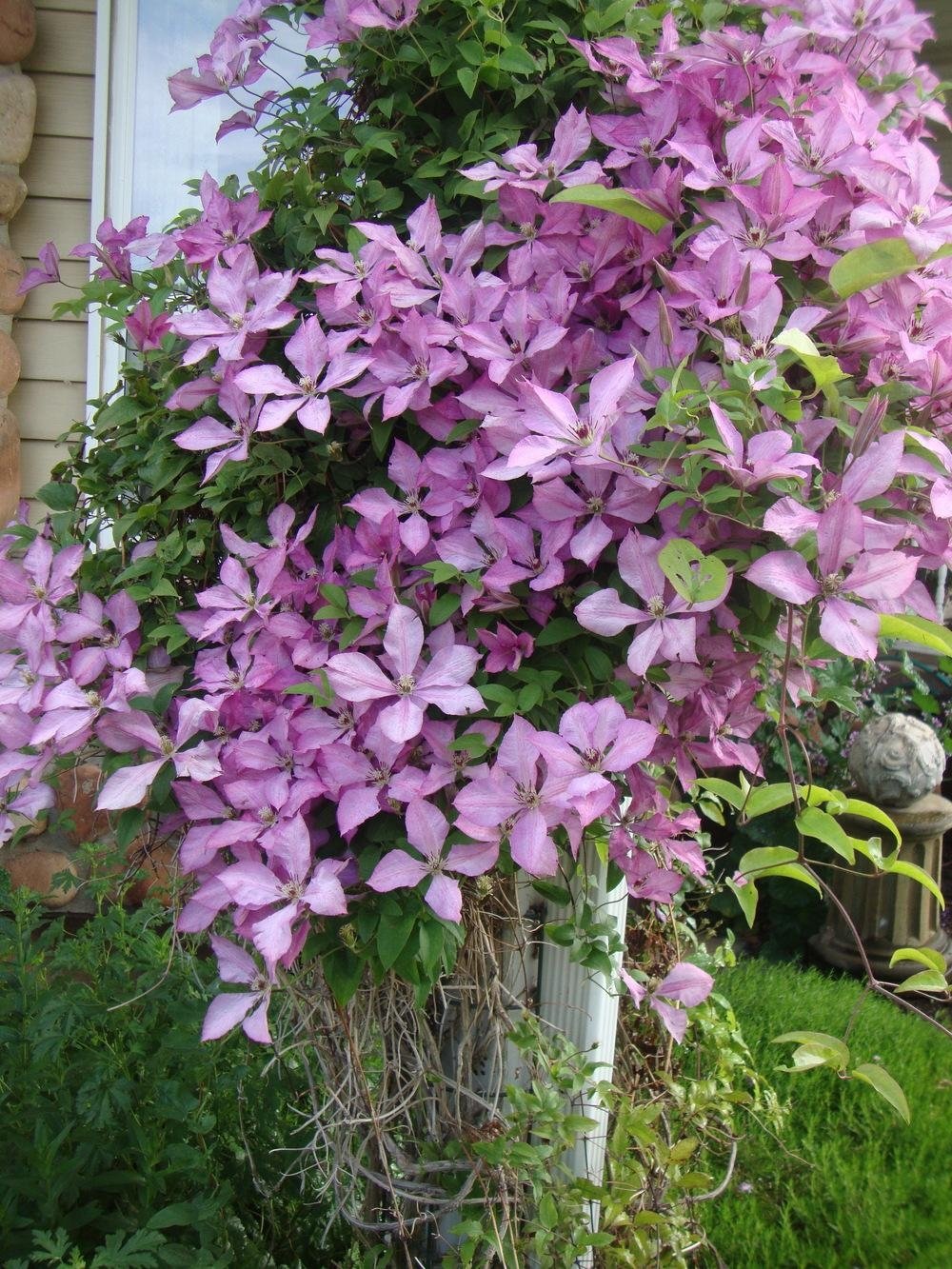 Clematis-Giselle-3