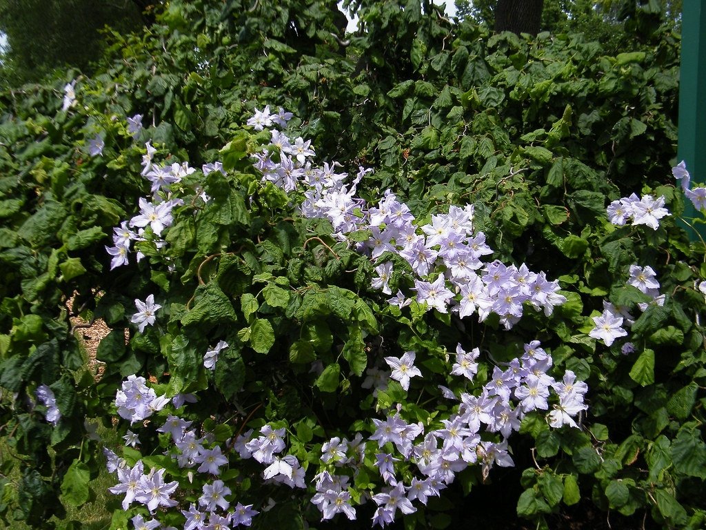 Clematis-viticella-Blue-Angel-3