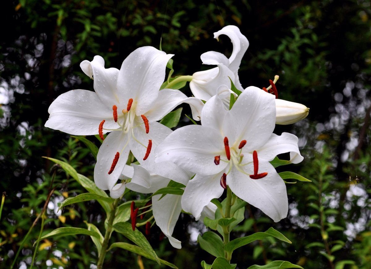 Lilium-orientalis-Casa-Blanca-1