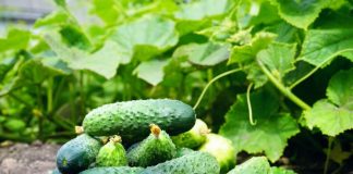 Огурцы, пожалуй, самая распространённая огородная культура в средней полосе России