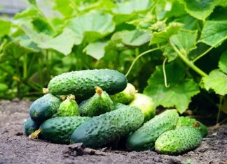 Огурцы, пожалуй, самая распространённая огородная культура в средней полосе России