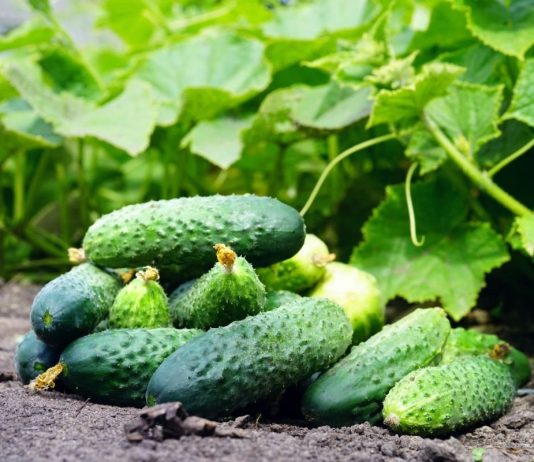 Огурцы, пожалуй, самая распространённая огородная культура в средней полосе России