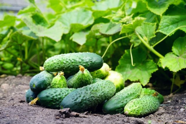 Огурцы, пожалуй, самая распространённая огородная культура в средней полосе России Огурцы, пожалуй, самая распространённая огородная культура в средней полосе России