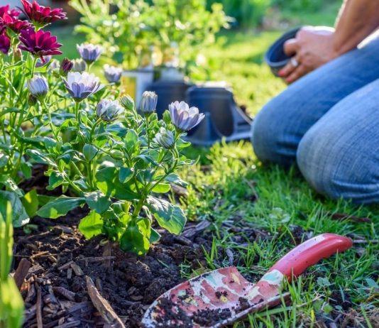 Как создать простой и красивый цветник за один сезон? - Буйские удобрения Как создать простой и красивый цветник за один сезон?