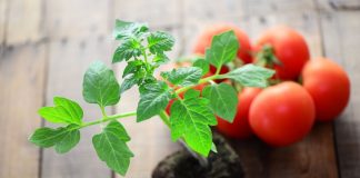 Выращивание томатов — занятие захватывающее и увлекательное