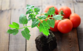 Выращивание томатов — занятие захватывающее и увлекательное