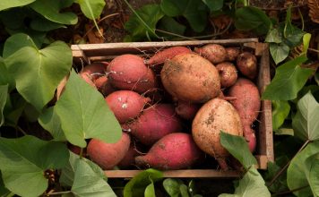 Батат — вкусный, полезный, декоративный