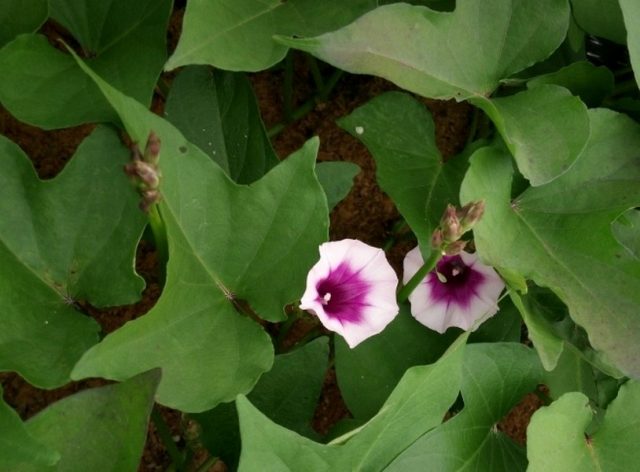 Ипомея батат (Ipomoea batatas) Ипомея батат (Ipomoea batatas)